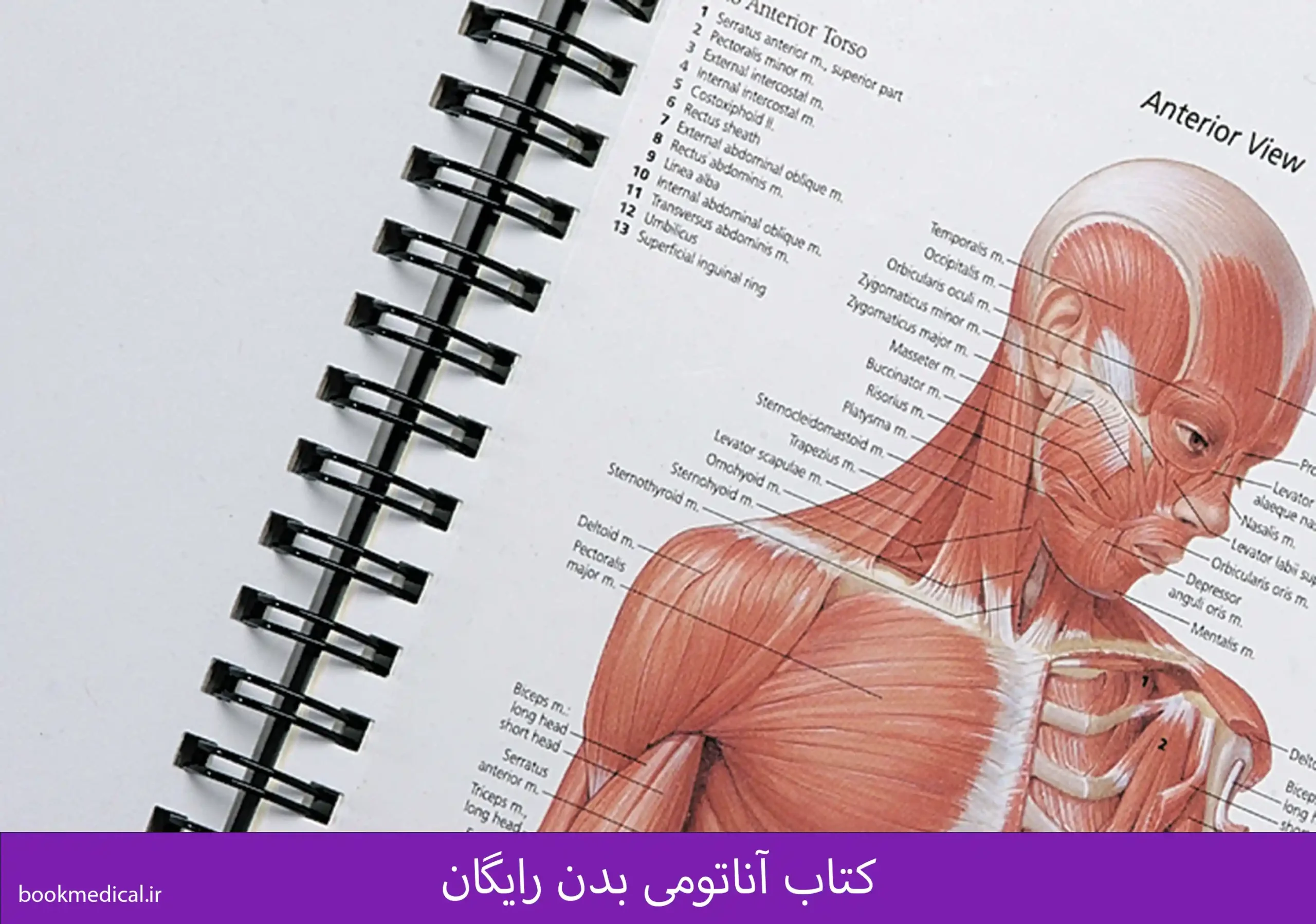 کتاب آناتومی بدن رایگان | بوک مدیکال